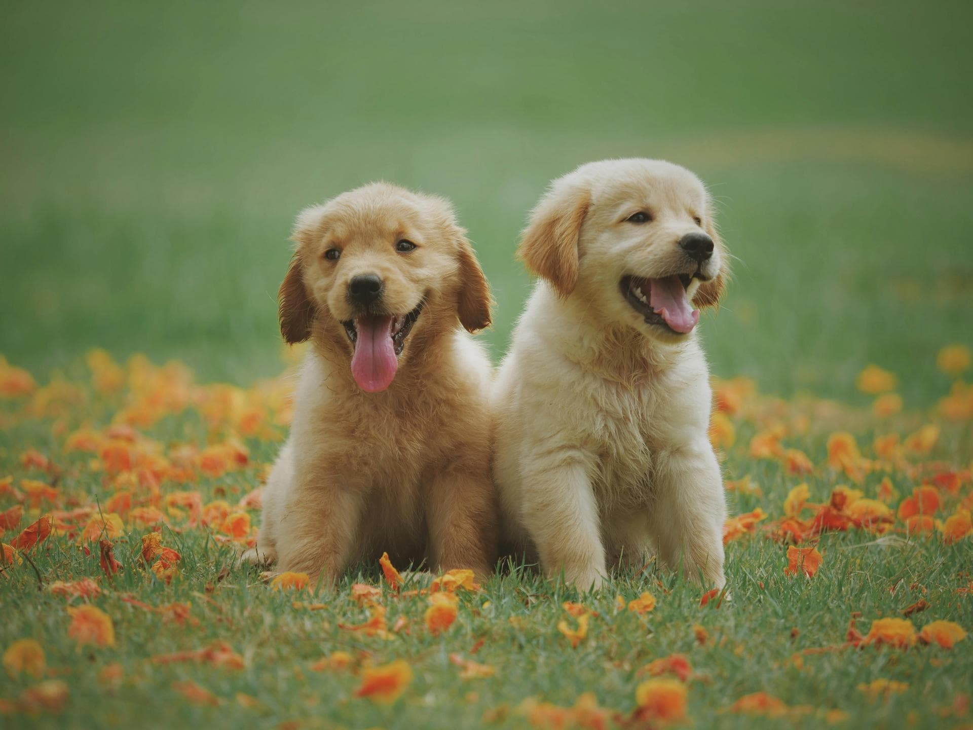 Rabies Vaccination Prices in Dudley
