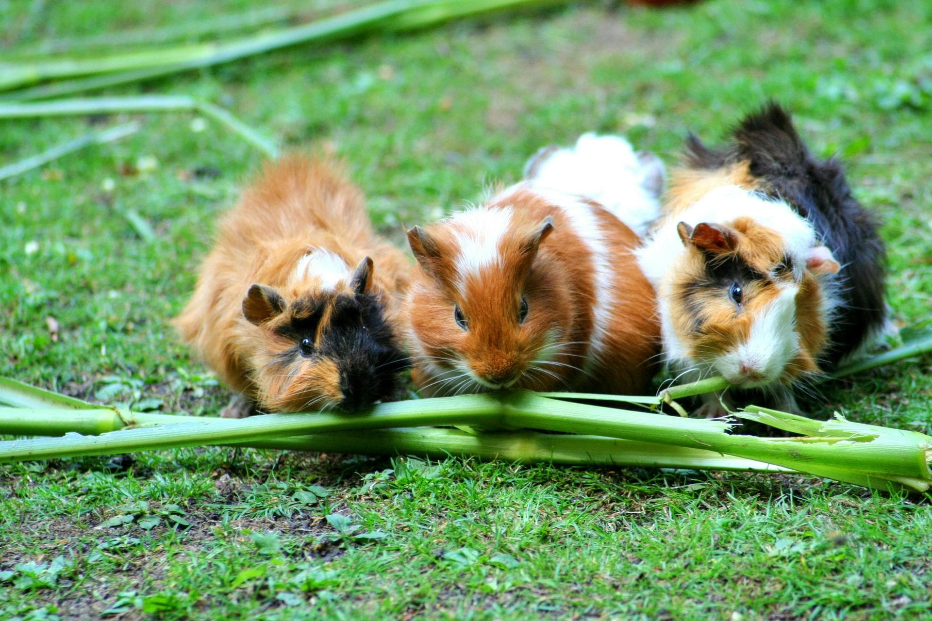 Combined Myxomatosis & VHD Vaccination Prices in Dudley