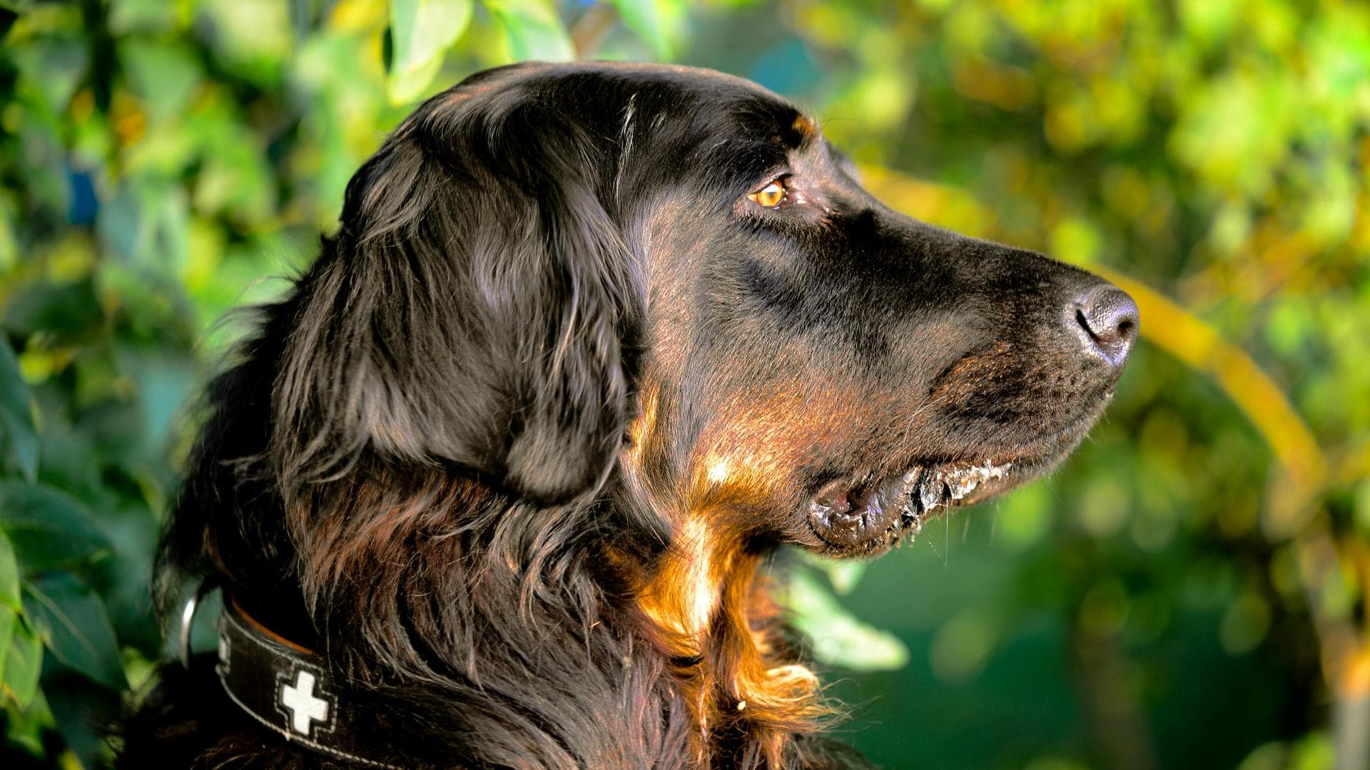 Dog & Cat Vets in Dudley