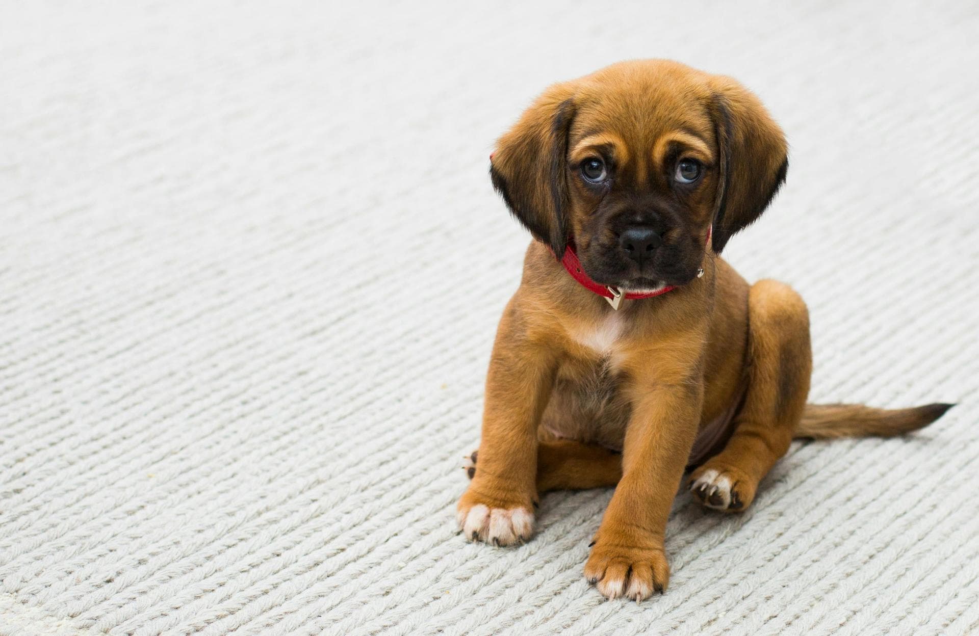 Dog Cremation Prices in Dudley