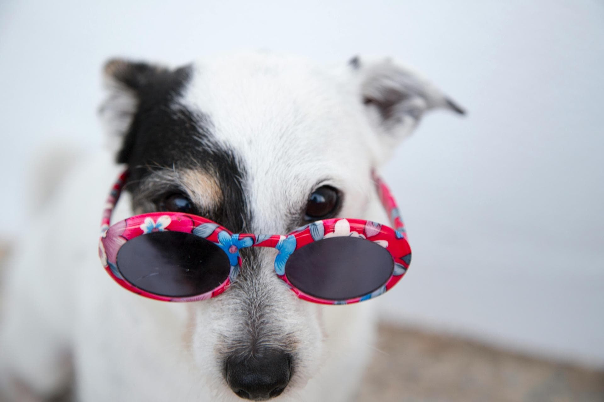 Dog Cremation Prices in Dudley